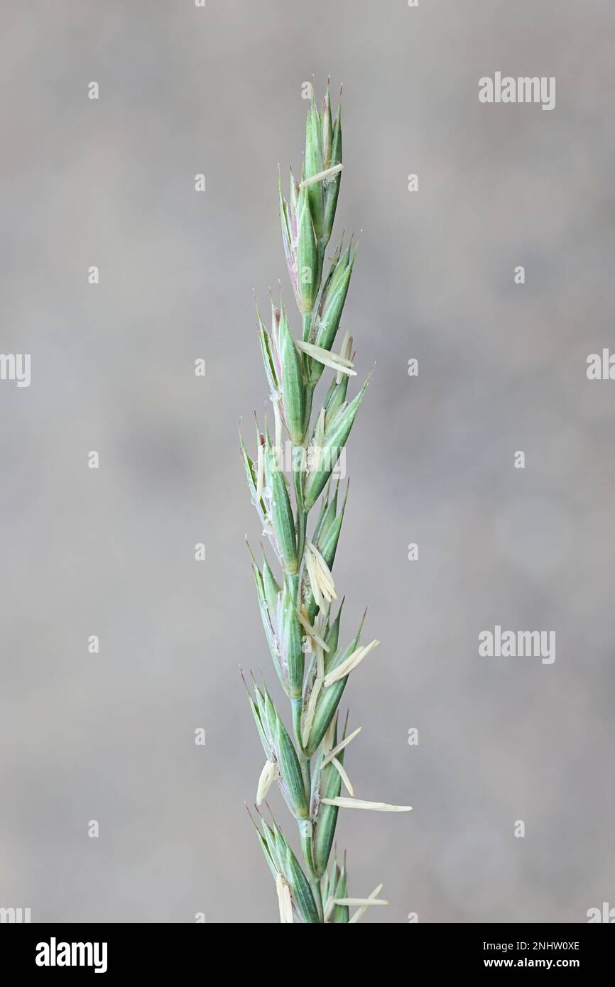 Sofas, Elymus repens, auch bekannt als gewöhnliche Couch, schnelles Gras, Hundegras oder Hexengras, wildes invasives Gras aus Finnland Stockfoto