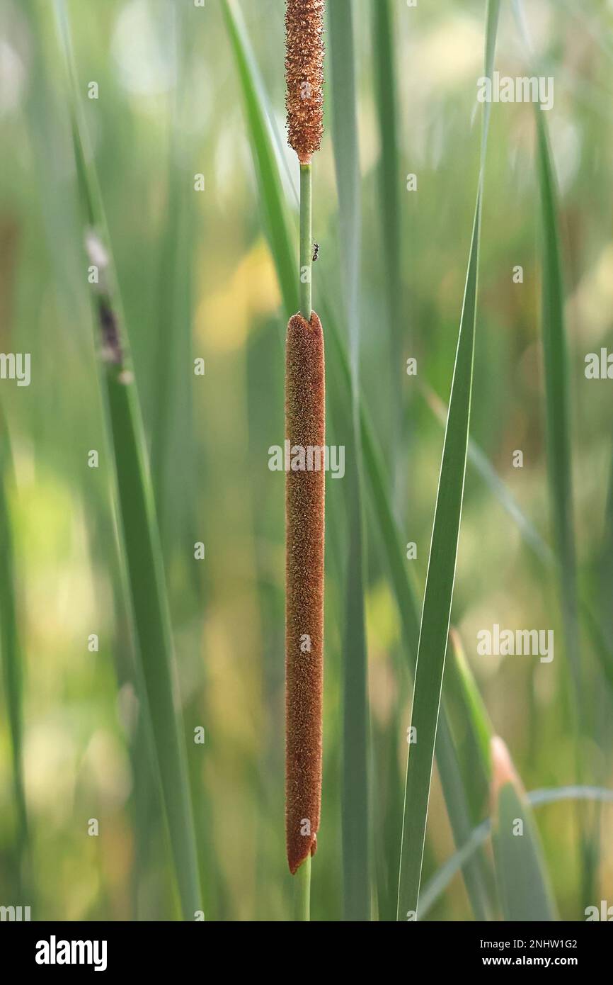 Little bulrush, Typha angustifolia, auch bekannt als Narrowleaf cattail oder Little Reedmace, Wildpflanze aus Finnland Stockfoto
