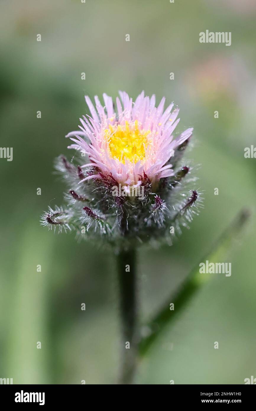 Erigeron acris, auch Erigeron acer genannt, gemeinhin als Blaues Fleaban oder Bitter Fleaban bekannt, Wildblütenpflanze aus Finnland Stockfoto