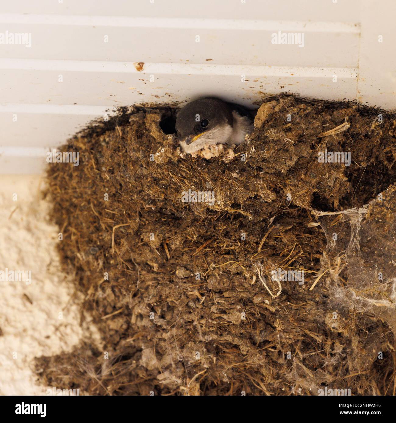 Haus Martin (Delichon urbicum) Nest unter der Dachrinne mit der Braut, die nach draußen schaut Stockfoto