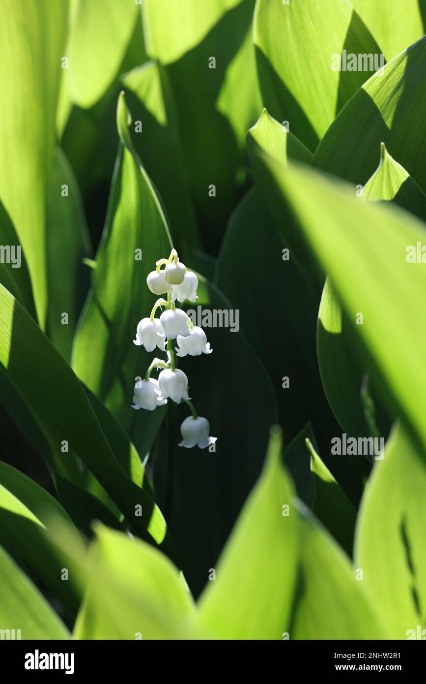 Lilie des Tals, Convallaria majalis, Wildblume aus Finnland Stockfoto