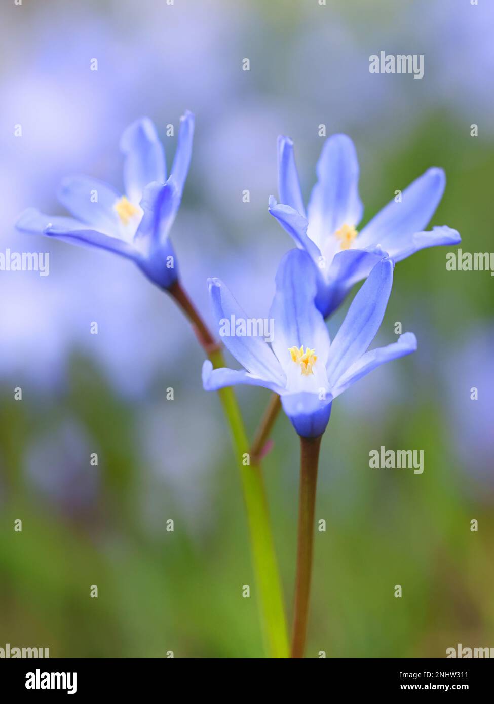 Glory-of-the-Snow, auch blauer Riese genannt, Scilla forbesii, blaue Frühlingsblume aus Finnland Stockfoto