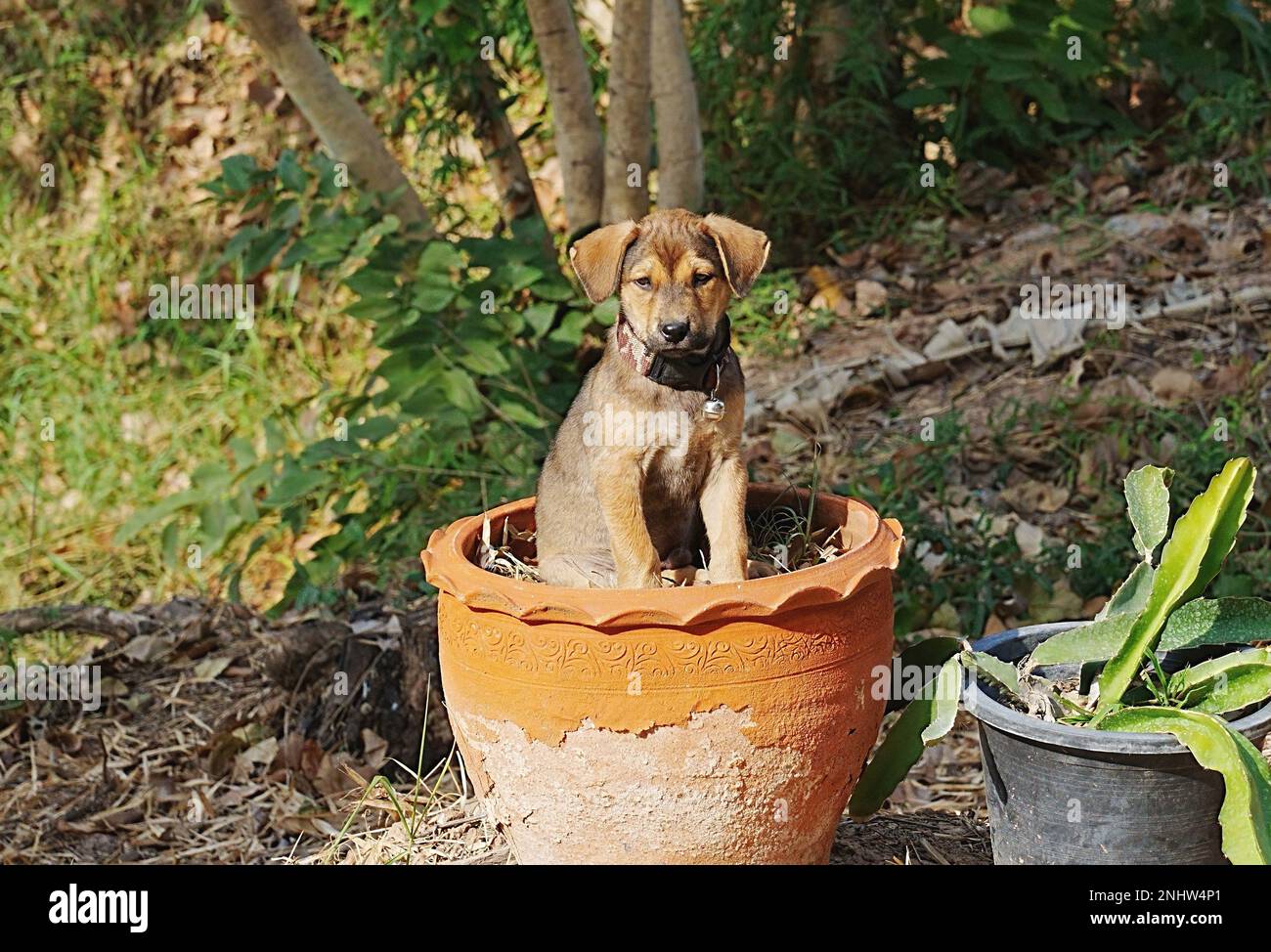 Ein brauner 8 Wochen alter Hund sitzt in einem Tonblumentopf und ist eine unscharfe natürliche Landschaft mit verschiedenen Bäumen Stockfoto