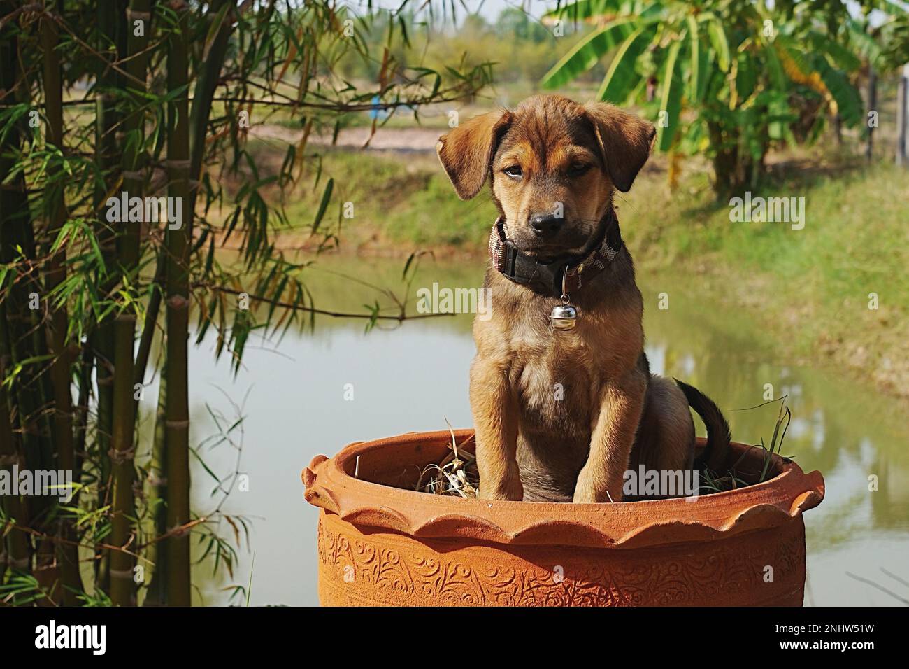 Ein brauner 8 Wochen alter Hund sitzt in einem Tonblumentopf und ist eine unscharfe natürliche Landschaft mit einem Teich und verschiedenen Bäumen Stockfoto