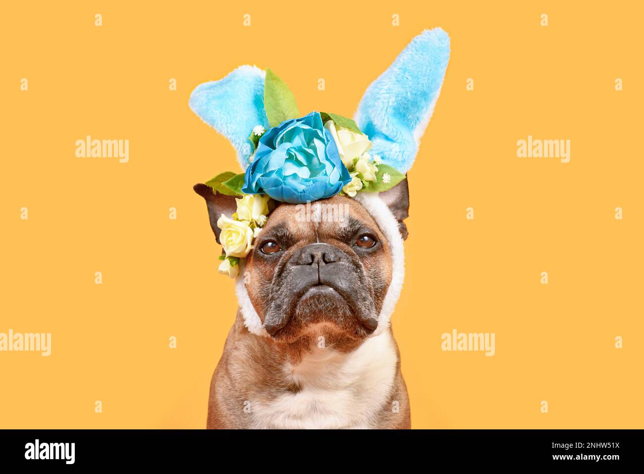 Französischer Bulldog mit Osterhäschen-Kostüm Ohrbügel mit Rosenblumen auf gelbem Hintergrund Stockfoto