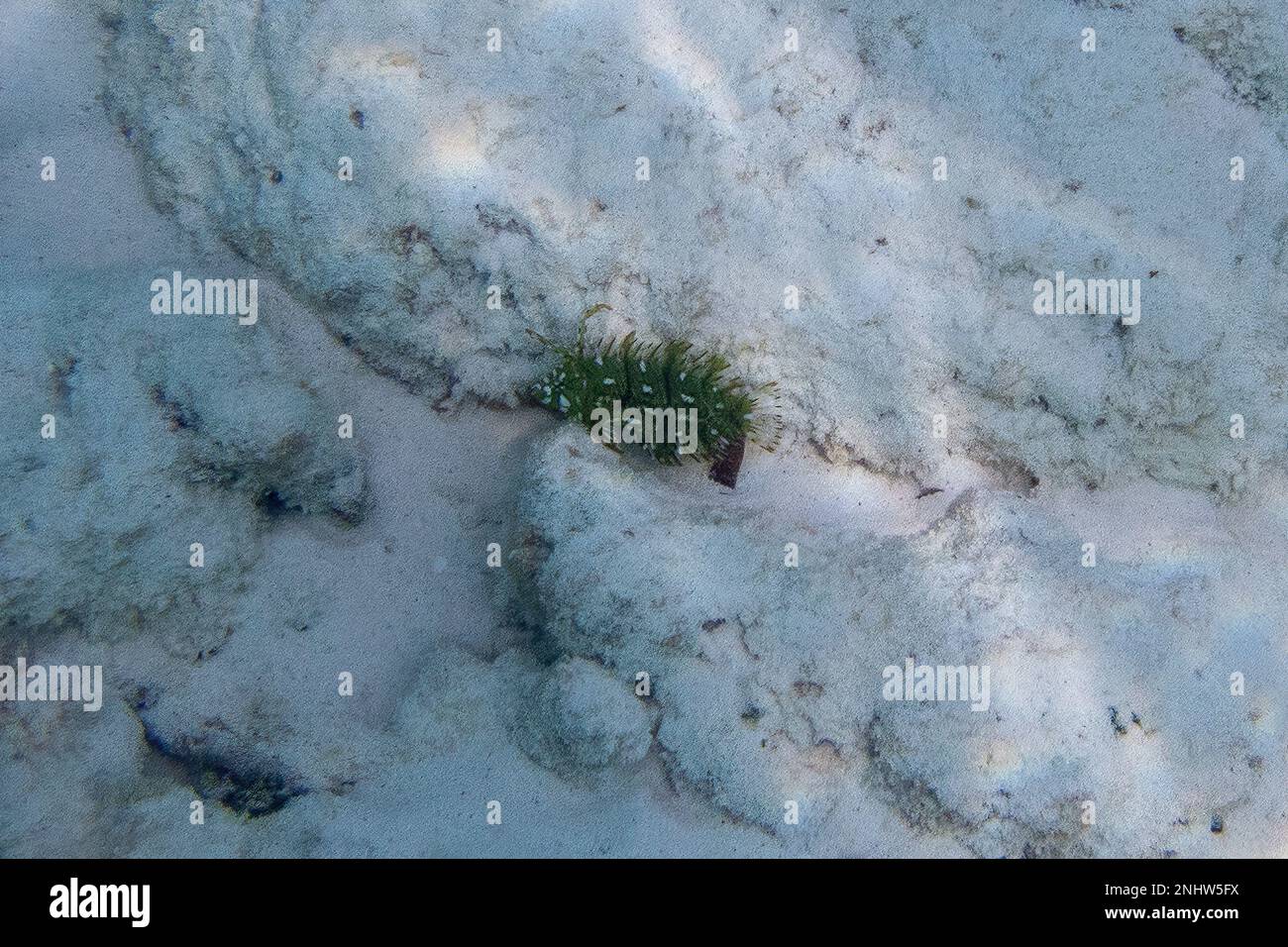 Fish and Coral auf Assumption Island, Seychellen Stockfoto