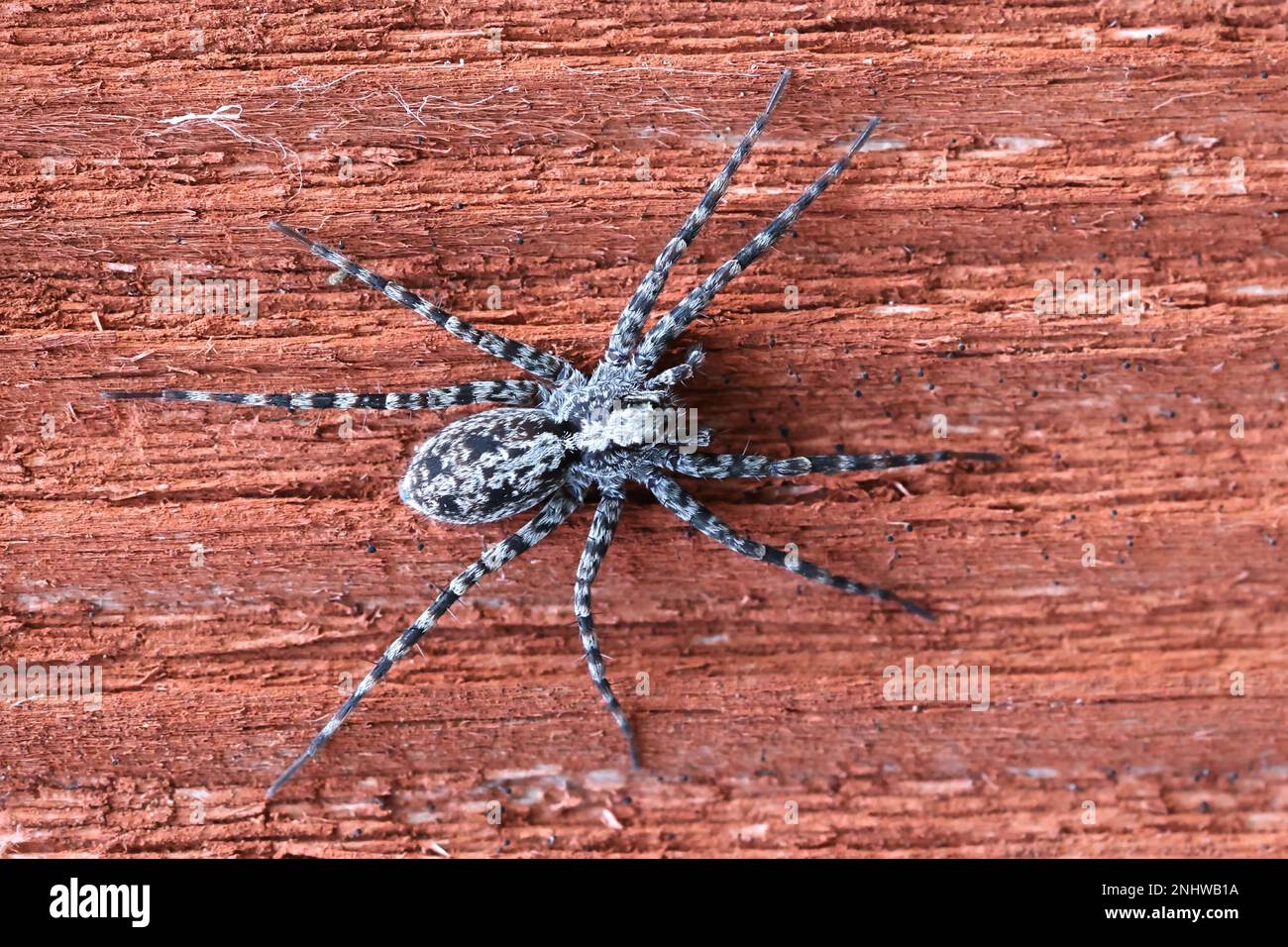 Acantholycosa lignaria, eine finnische Wolfsspinne, kein gebräuchlicher englischer Name Stockfoto