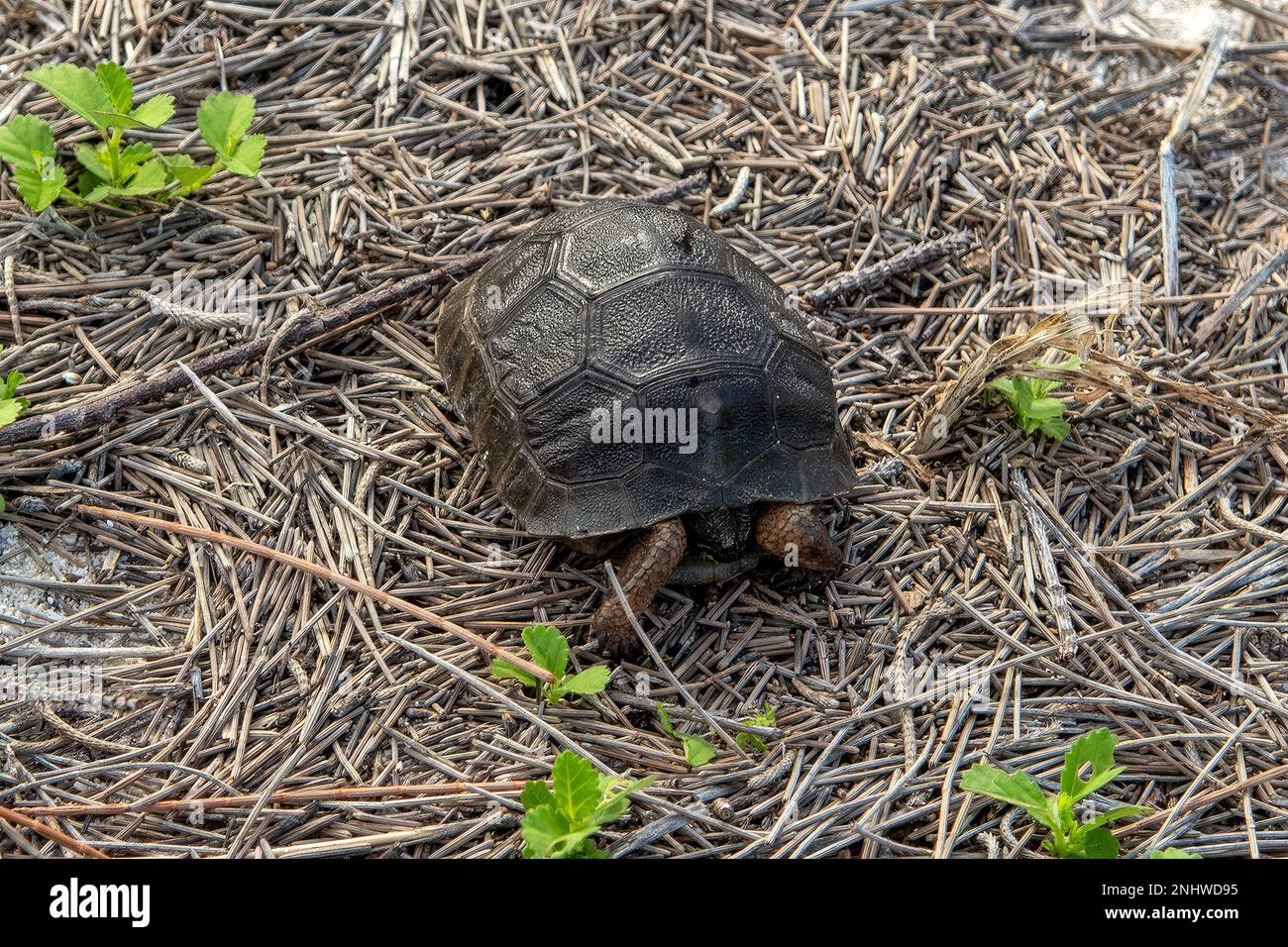 Baby Aldabra Riesenschildkröte, Aldabrachelys gigantea, Himmelsinsel, Seychellen Stockfoto