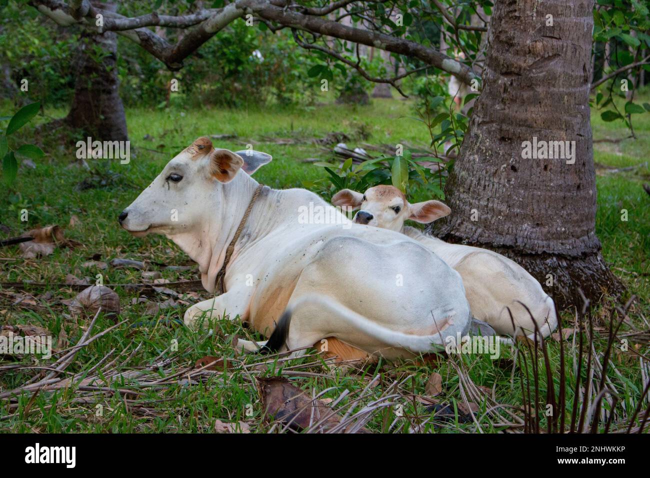 Weiße Kuh und Kalb, die auf dem Feld weiden und liegen. Rinderzuchtkonzept. Landtiere. Kuh und süßes Fohlen auf dem Land. Heilige indianertiere Stockfoto