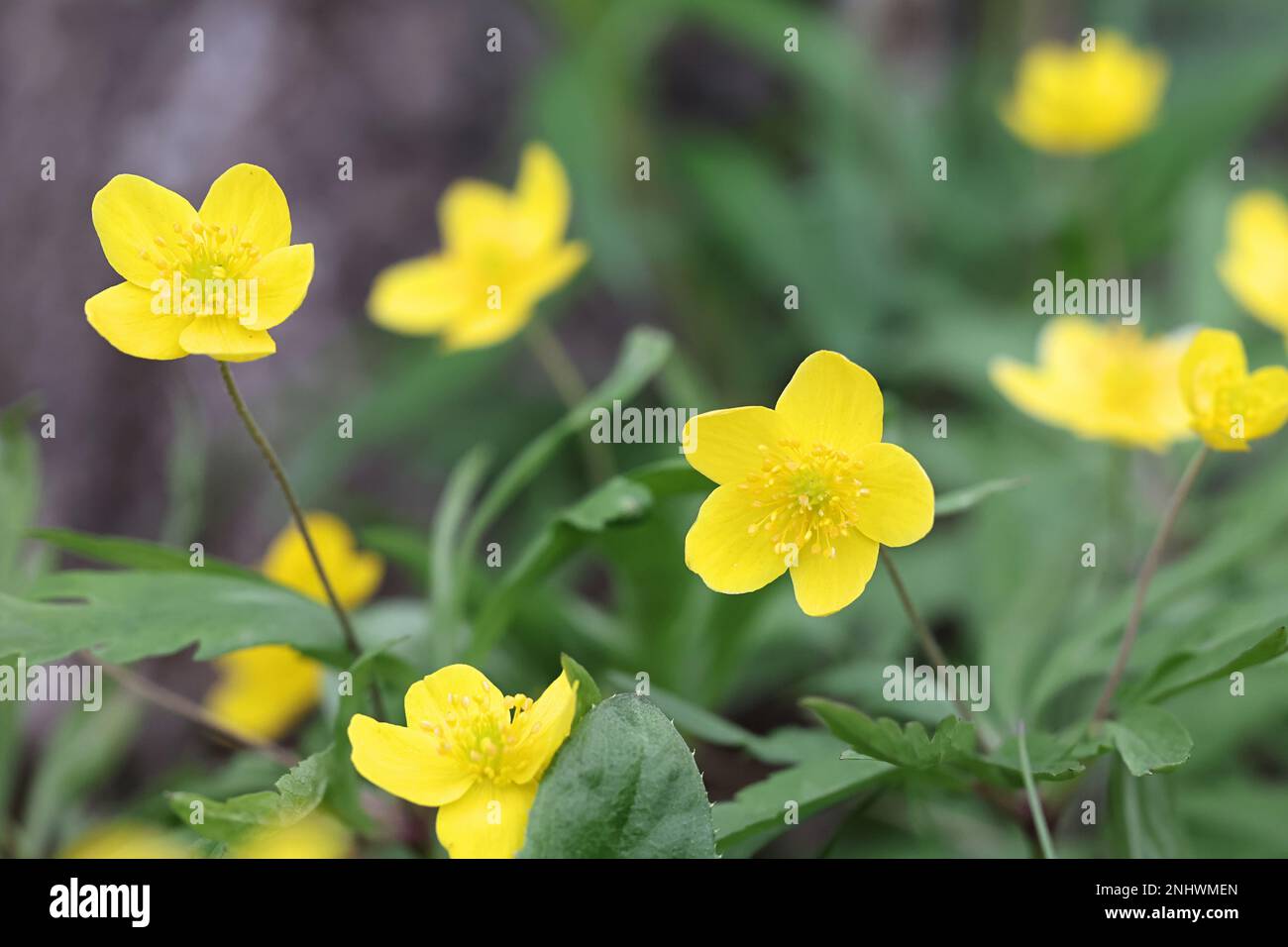 Anemone ranunculoides, die gelbe Holzanemone, Wildblume aus Finnland Stockfoto