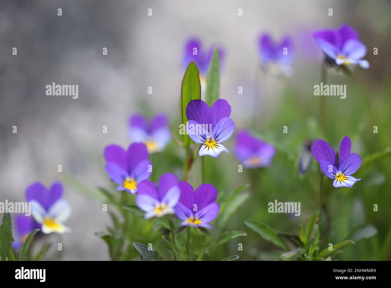 Viola Tricolor, bekannt als Johnny Jump Up, Heartsease, Heart's Delight und viele andere Namen, Wildblume aus Finnland Stockfoto