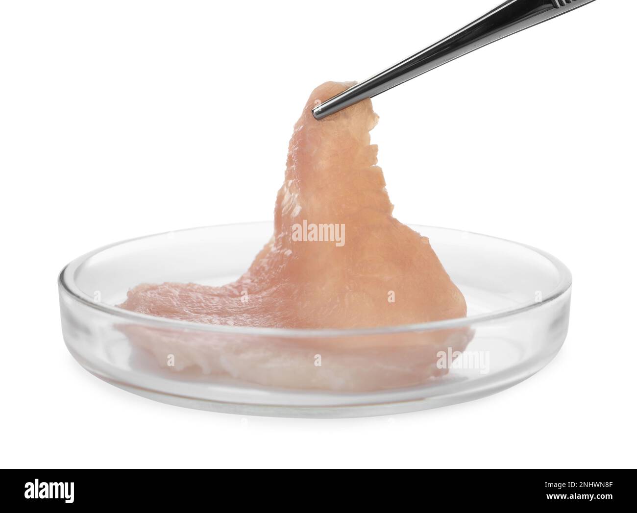 Entnahme von rohem Zuchtfleisch aus der Petrischale mit Pinzette auf weißem Hintergrund Stockfoto