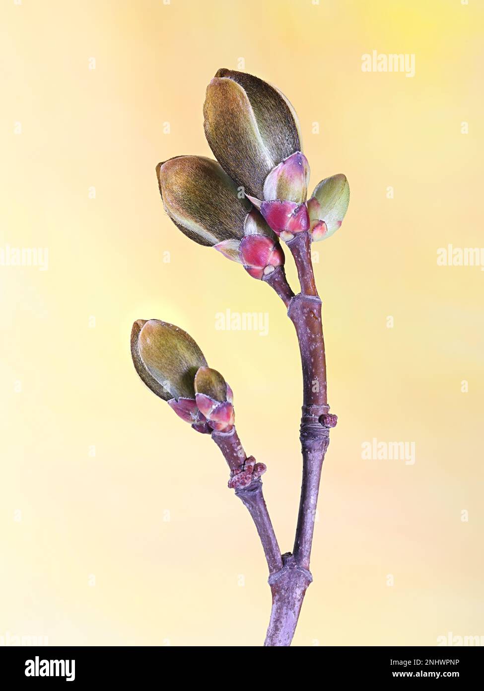 Blattknospen und Blütenknospen von Ahornbaum, Acer platanoides Stockfoto