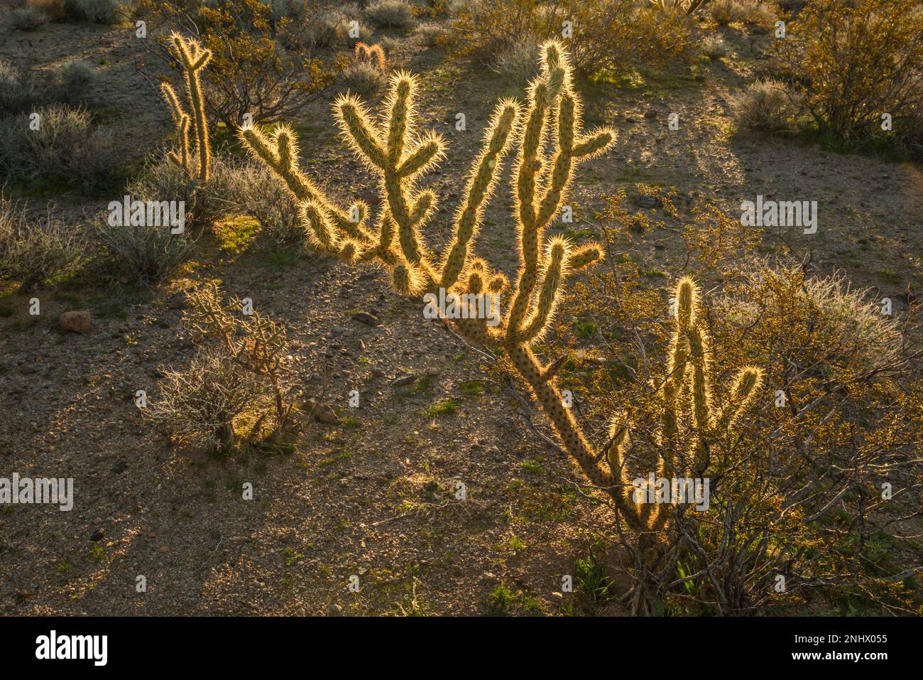 Buckhorn Cholla Cactus bei Sonnenuntergang, nahe Black Canyon, Mojave Wüste, Mojave National Preserve, Kalifornien, USA Stockfoto