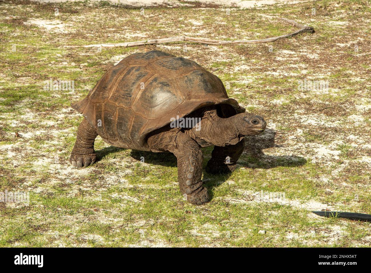 Aldabra Riesenschildkröte, Aldabrachelys gigantea, Aldabra Island, Seychellen Stockfoto