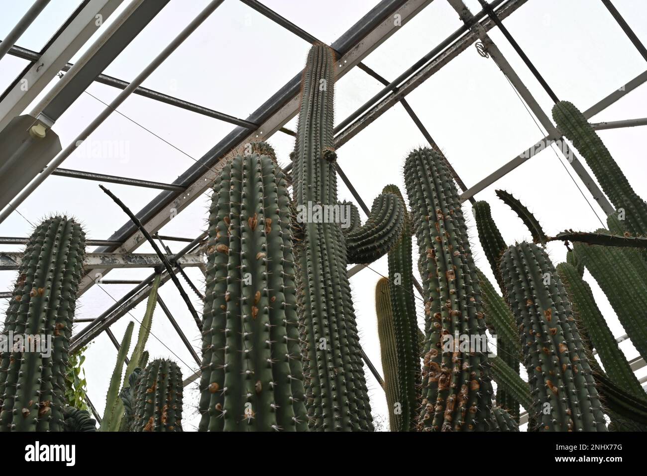 Kaktus genannt bei lateinischem Cephalocereus scoparius. Lange Stiele, die in der Ansicht mit niedrigem Winkel erfasst werden. Im Hintergrund befindet sich ein Gewächshaus. Stockfoto