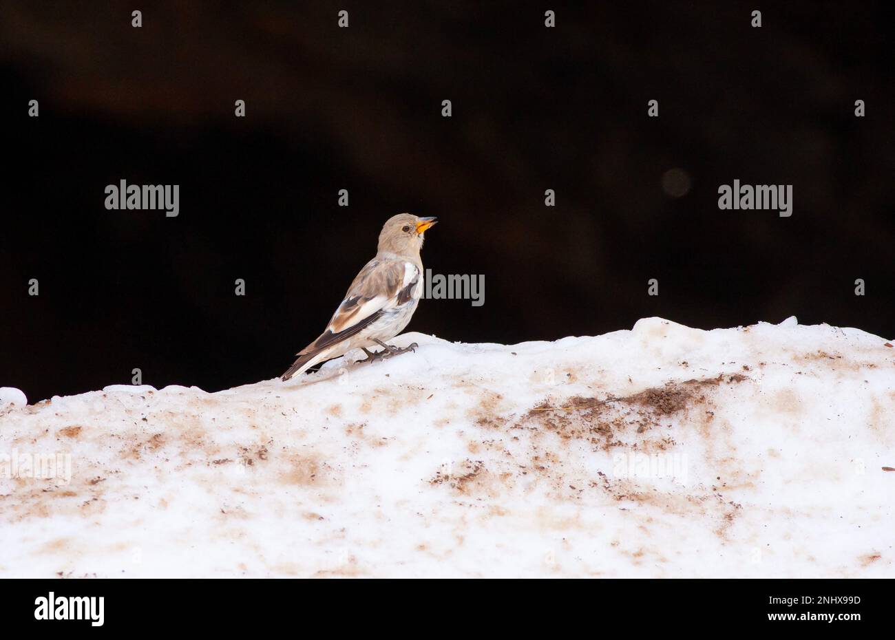 Vogelbeobachtung auf dem Boden, Schneefink, Montifringilla nivalis Stockfoto