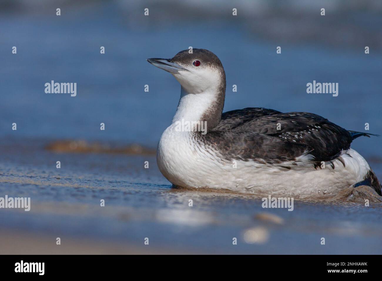 Große Wasservögel in ihrem natürlichen Lebensraum, Schwarzer Kehlkopf, Gavia Arctica Stockfoto