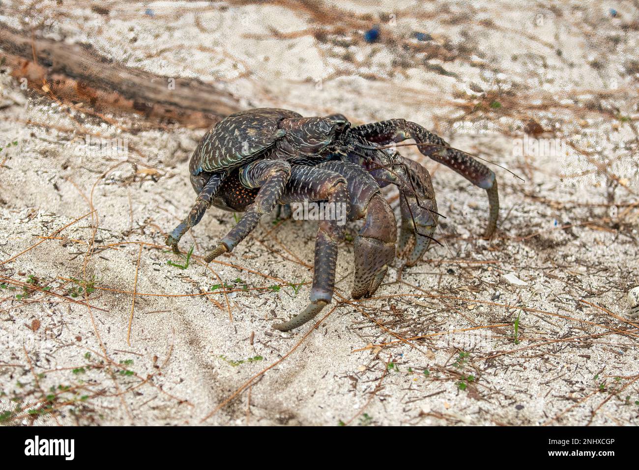Kokosnusskrebse, Birgus Latro auf Aldabra Island, Seychellen Stockfoto