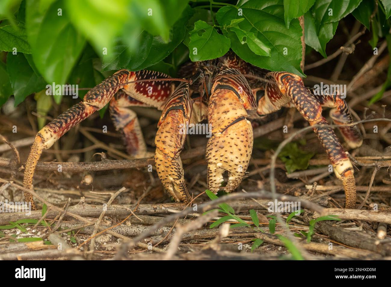 Kokosnusskrebse, Birgus Latro auf Aldabra Island, Seychellen Stockfoto