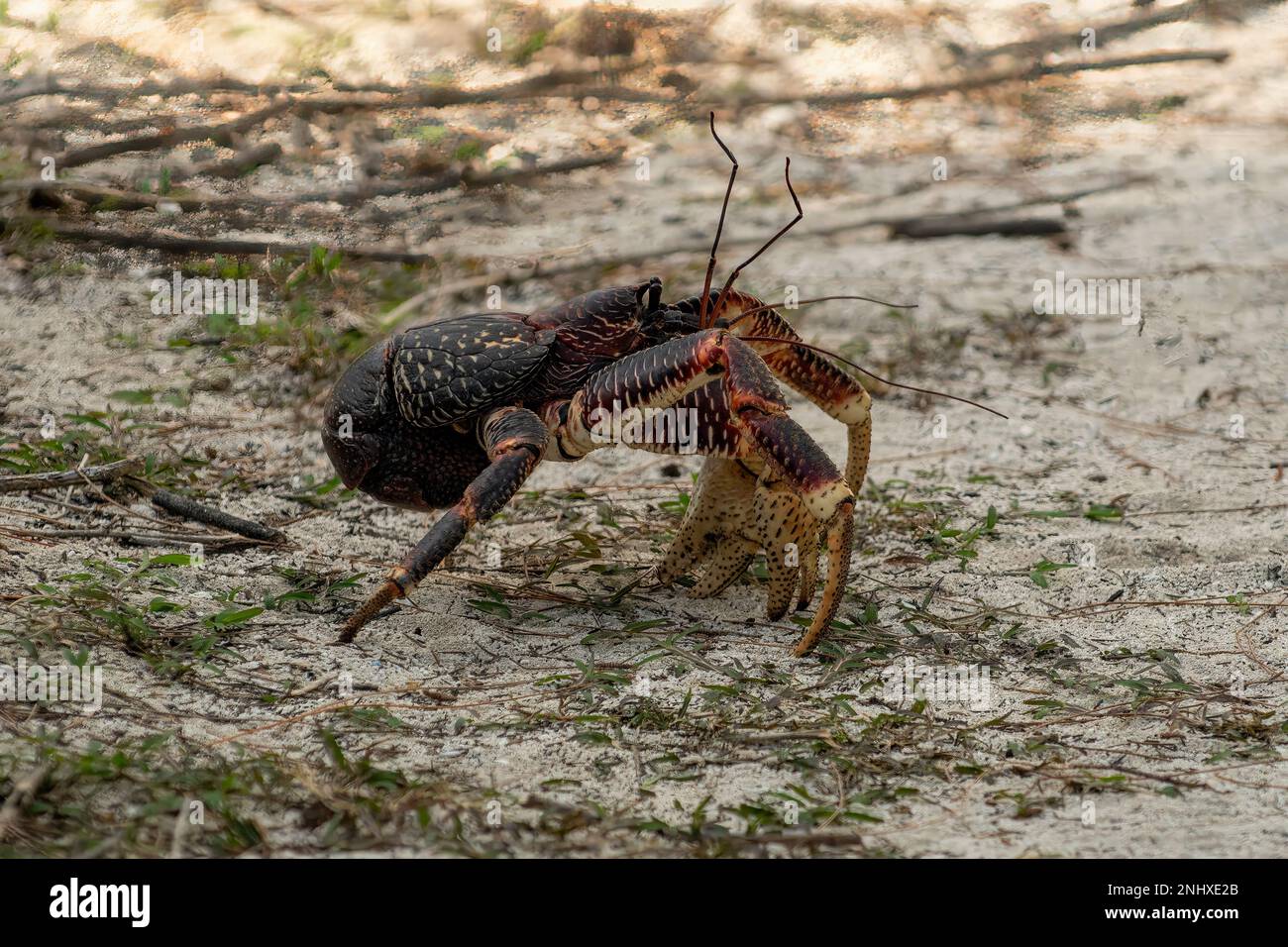 Kokosnusskrebse, Birgus Latro auf Aldabra Island, Seychellen Stockfoto