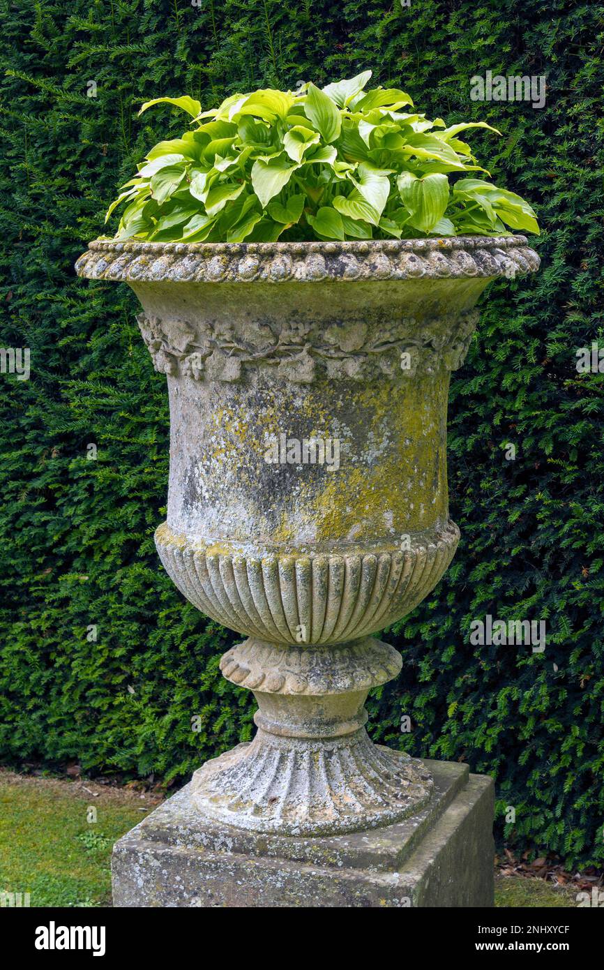 Alten, grossen Stein urn Garten Pflanzmaschine mit mit Hostas gepflanzt, Belvoir Castle Gardens, Leicestershire, England, Großbritannien Stockfoto