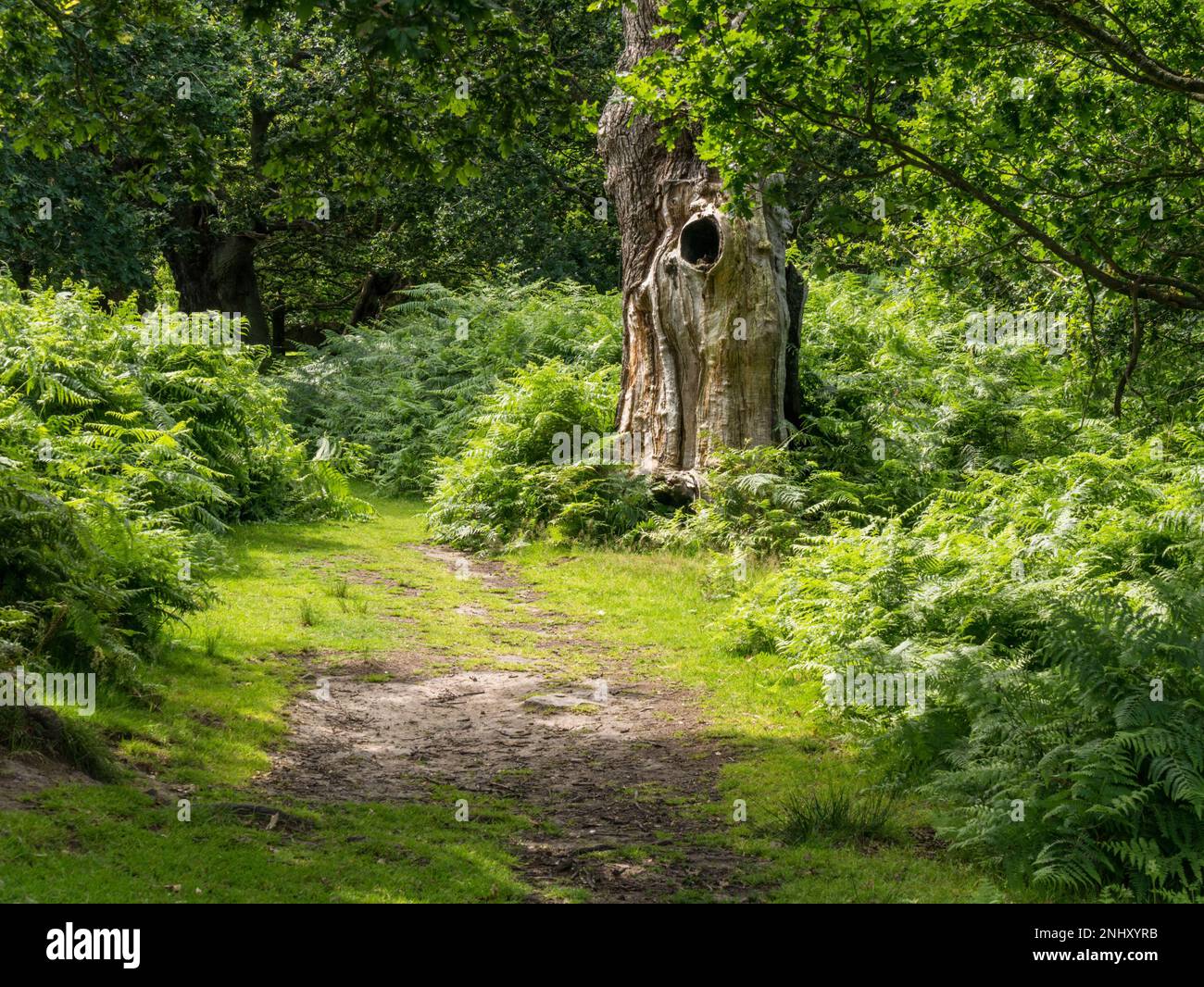 Alter toter Eichenbaum am Waldweg im Juli, Bradgate Park, Leicestershire, England, Großbritannien Stockfoto