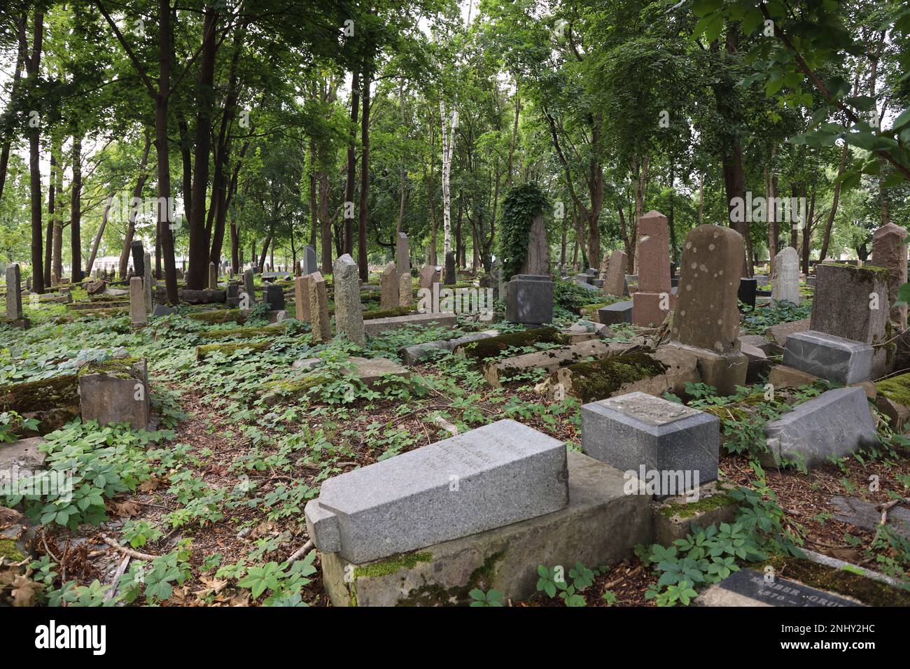 „Žaliakalnio žydų senosios kapinės“ ist ein jüdischer Friedhof in der Stadt Kaunas, Litauen. Der Friedhof wurde 1861 eröffnet und war bis heute in Betrieb Stockfoto