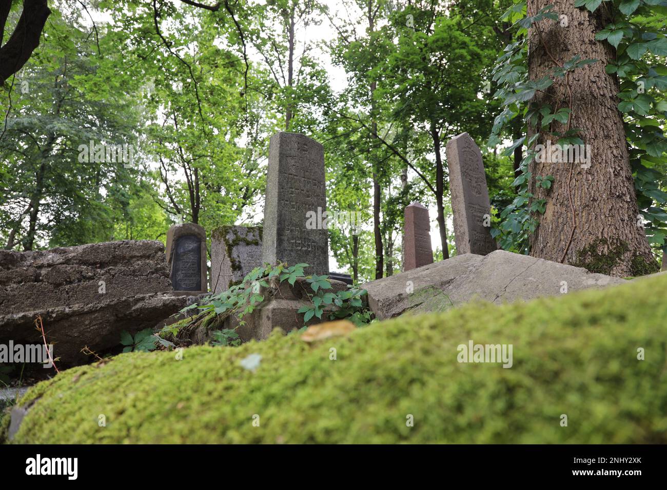 Dieses Foto wurde aus einer niedrigen Perspektive aufgenommen und zeigt eine Gruppe verwitterter Grabsteine, umgeben von Bäumen und Moos auf dem jüdischen Friedhof. „Žaliak Stockfoto