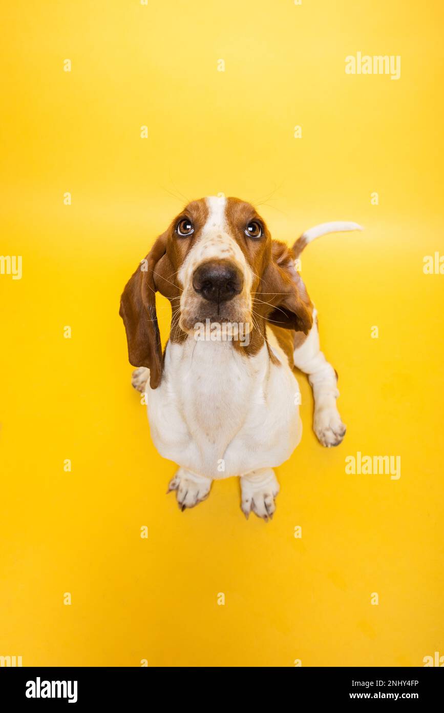 Basset-Hund, drei Monate altes Hündchen, das vor der Kamera aufblickt. Lustiges Hundeporträt vor gelbem Hintergrund. Stockfoto