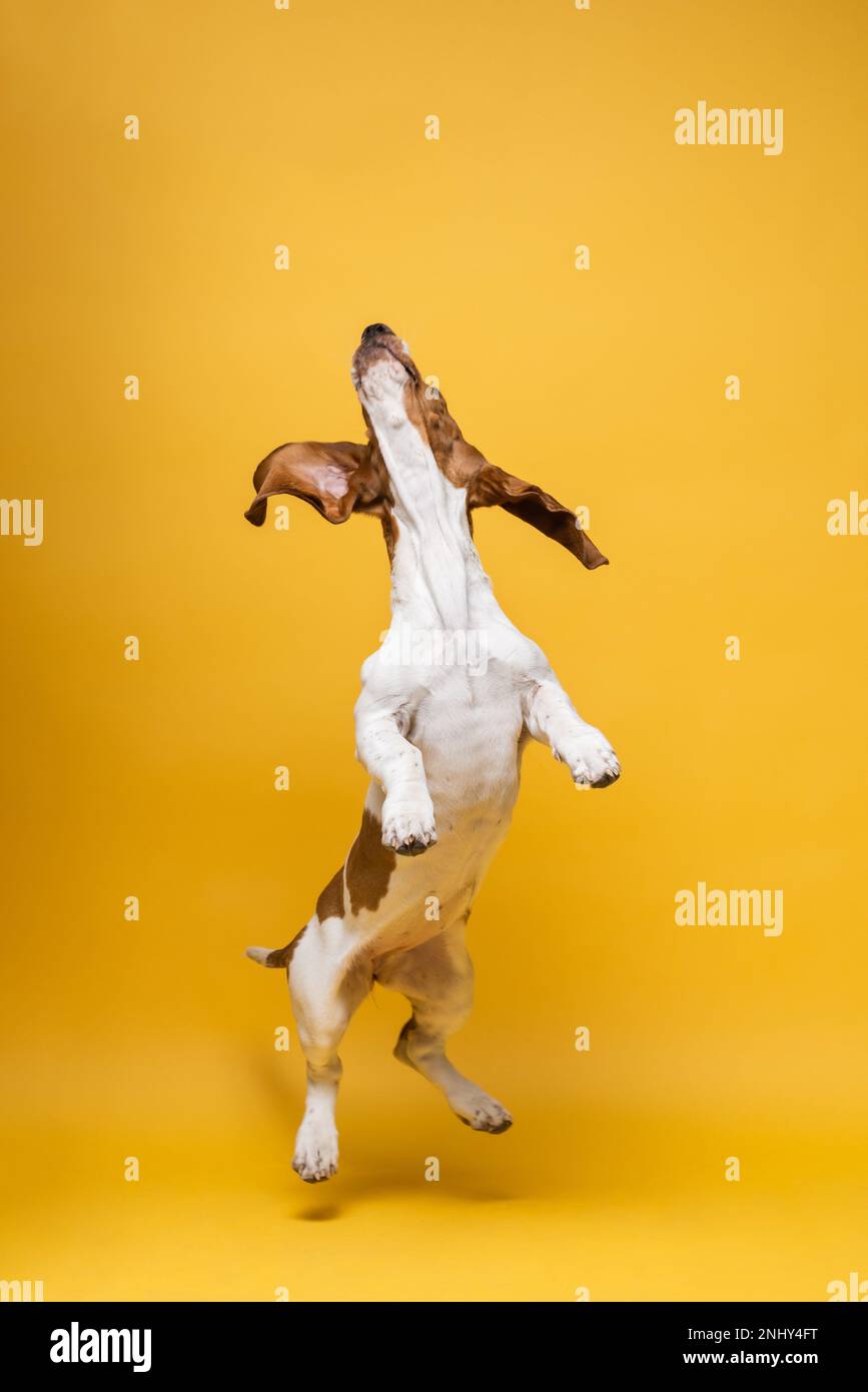 Basset-Hund, drei Monate alter Welpe, springt hoch. Lustiges Hundeporträt vor gelbem Hintergrund. Stockfoto