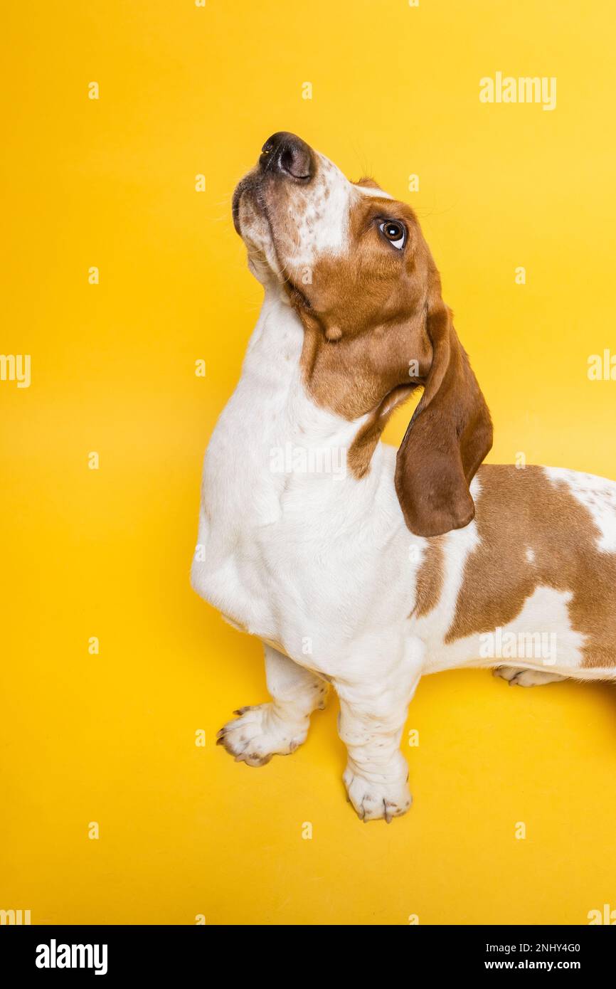 Basset-Hund, drei Monate alter Welpe, der aufblickt. Lustiges Hundeporträt vor gelbem Hintergrund. Stockfoto