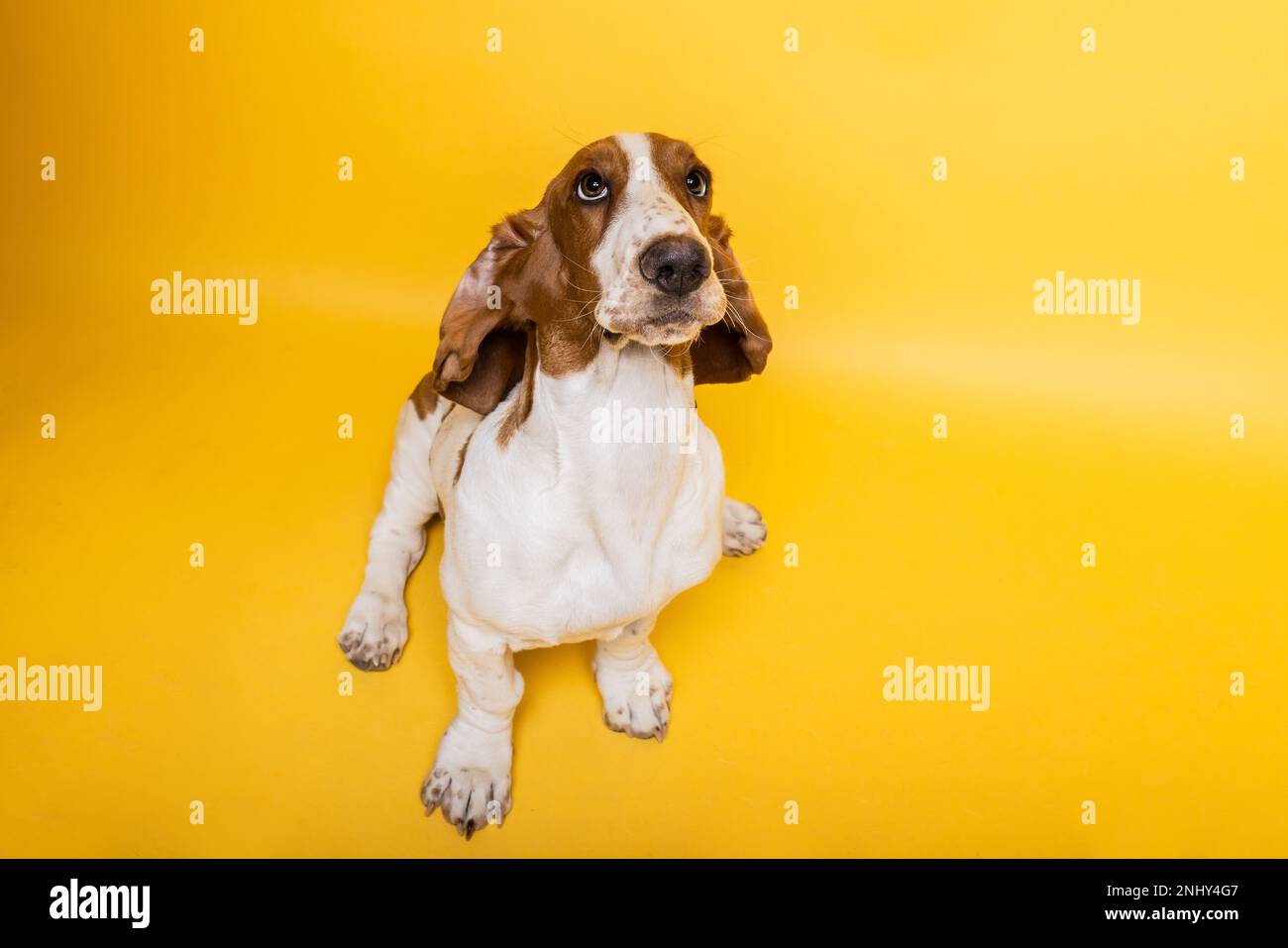 Basset-Hund, drei Monate alter Welpe, der aufblickt. Lustiges Hundeporträt vor gelbem Hintergrund. Stockfoto