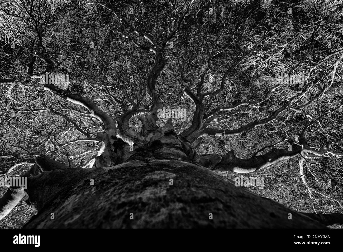 Dominanter, massiver Buchenbaum, Fagus sylvatica, der sich unter Infrarotlicht 720nm gegen dunklen Himmel und Zweige erhebt, die IR-Strahlung reflektieren Stockfoto