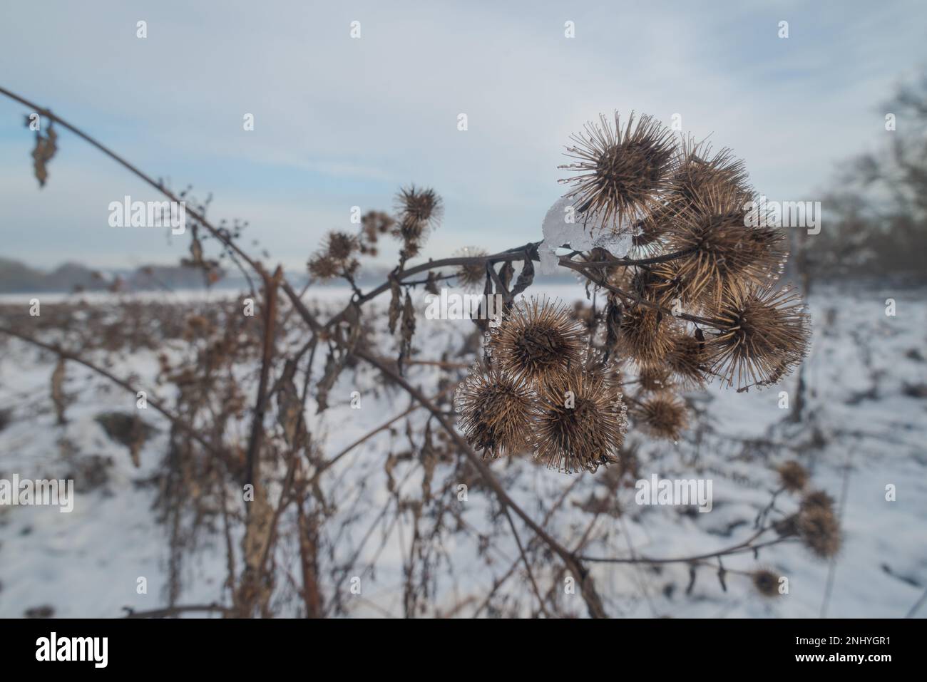 Herumhängen von großen Burdocksamen, Graten, mit Haken, die sich an vorbeiziehenden Tieren befestigen lassen, wo sie sich verfangen, um die Samen weit über die Erde zu verteilen Stockfoto