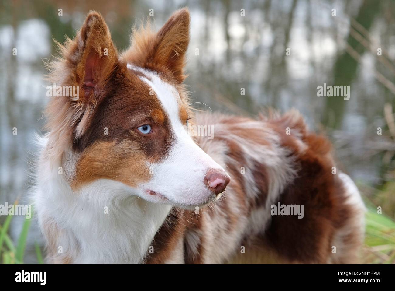 Ein dreifarbiger, roter Merle Border Collie stand an einem Flussufer, Surrey, Großbritannien. Stockfoto