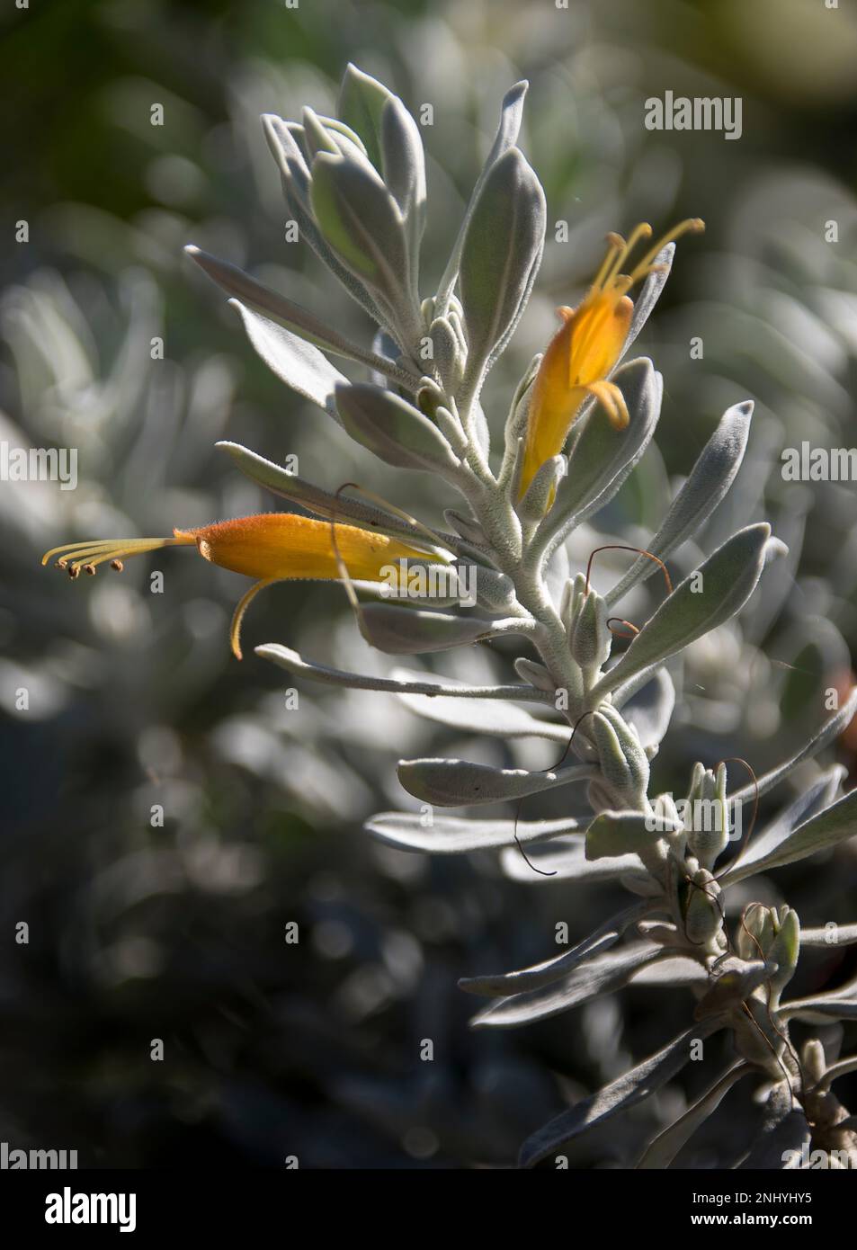 Nahaufnahme von Zweigen der einheimischen westaustralischen Pflanze, Eremophila glabra, Kalticoteppich, grau-grünen Blättern und gelben Blumen. Bodenbedeckung mit niedrigem Wachstum Stockfoto