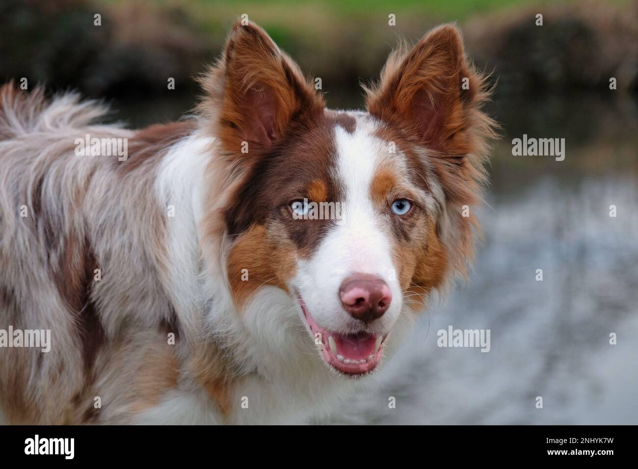 Ein dreifarbiger, roter Merle Border Collie stand an einem Flussufer, Surrey, Großbritannien. Stockfoto