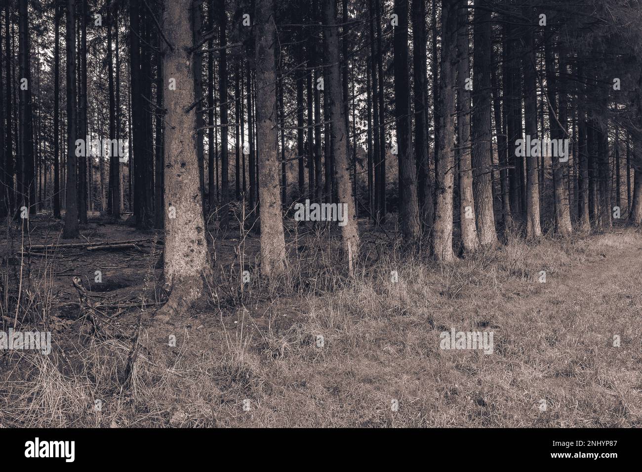 Bois Jacques. Der Wald der Schützenlöcher der Easy Company, 101. Division der Luftfahrt. In der Nähe der Stadt Foy. Belgien Ardennen. Stockfoto