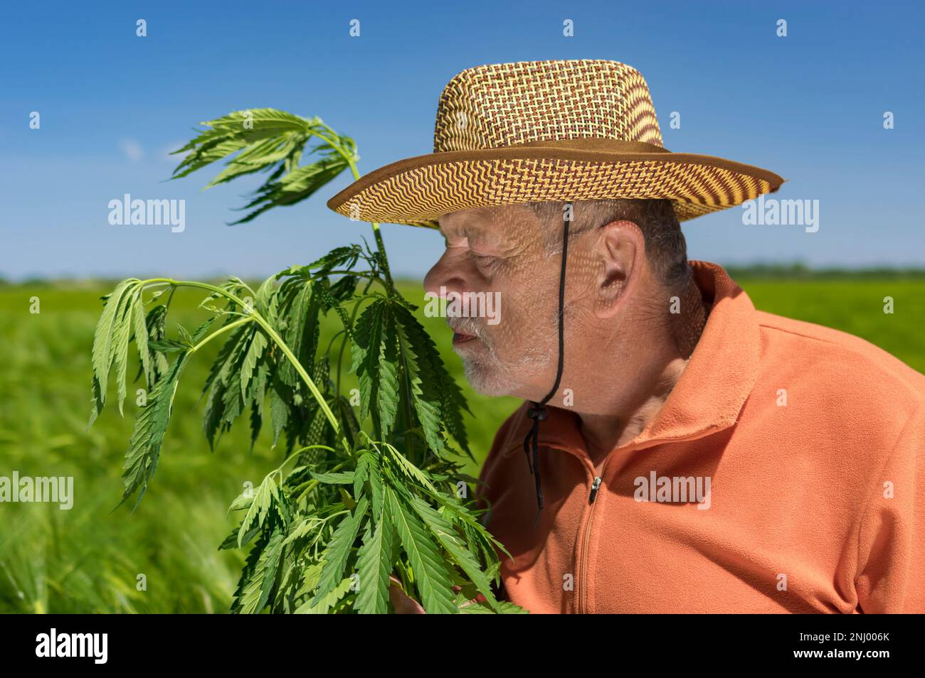 Porträt eines bärtigen, kaukasischen Senioren, der ein orangefarbenes Sweatshirt, einen Strohhut und eine Hanfpflanze in die Hände nimmt Stockfoto