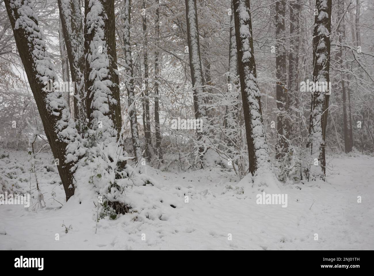 Starker Wind bläst Schnee auf Bäume, die die freiliegende Oberfläche nach Norden bedecken, und Äste hängen unter dem Gewicht von starkem Schneesturm Stockfoto