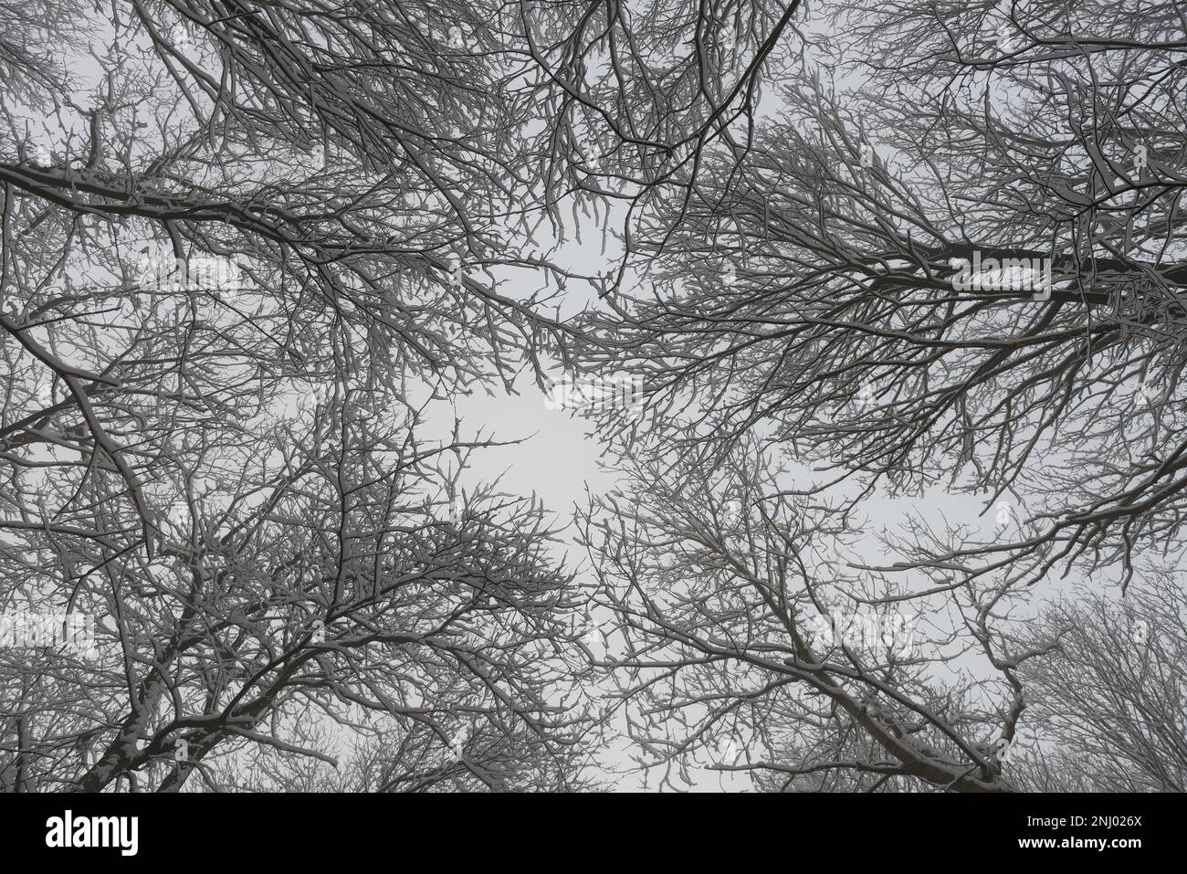 Heftiger Wind bläst Schnee auf die Asche Fraxinus excelsior und Buche Fagus sylvatica Bäume, die nach Schneesturm die exponierte Oberfläche nach Norden überziehen Stockfoto