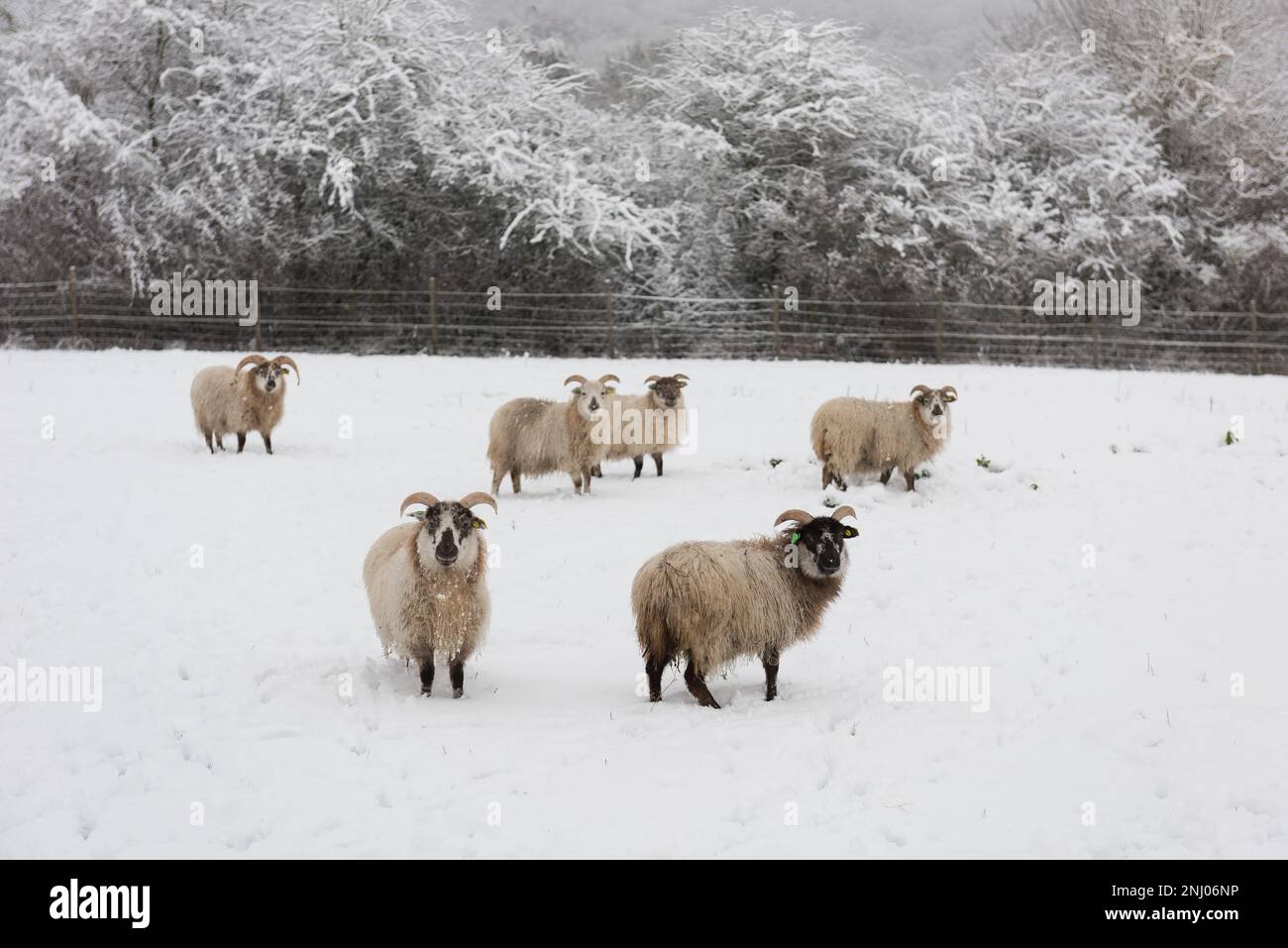 Neugierige Wachsamkeit beim hebridischen Schaf in dicken Wintermänteln im tiefschneegebundenen Feld Stockfoto