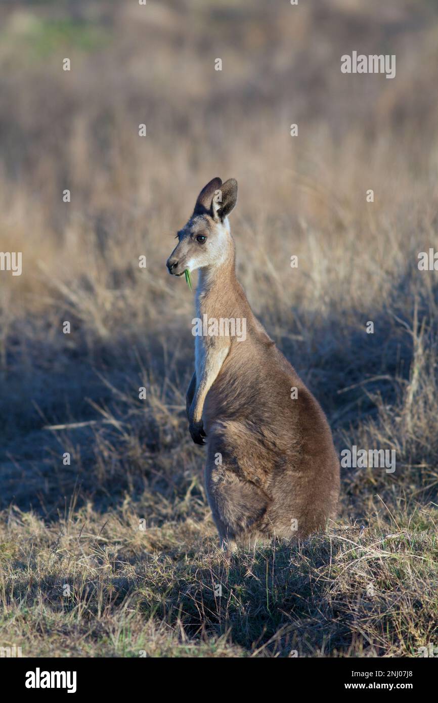 Östliches graues Känguru (Macropus giganteus), weiblich, das Raubtiere isst und beobachtet. Bundaberg Australien Stockfoto