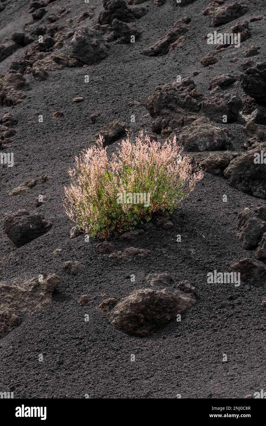 Der Ätna Sorrel (Rumex scutatus aetnensis) blüht auf vulkanischer Asche und verfestigter Lava im Valle del Bove, hoch oben auf dem berühmten sizilianischen Vulkan Stockfoto