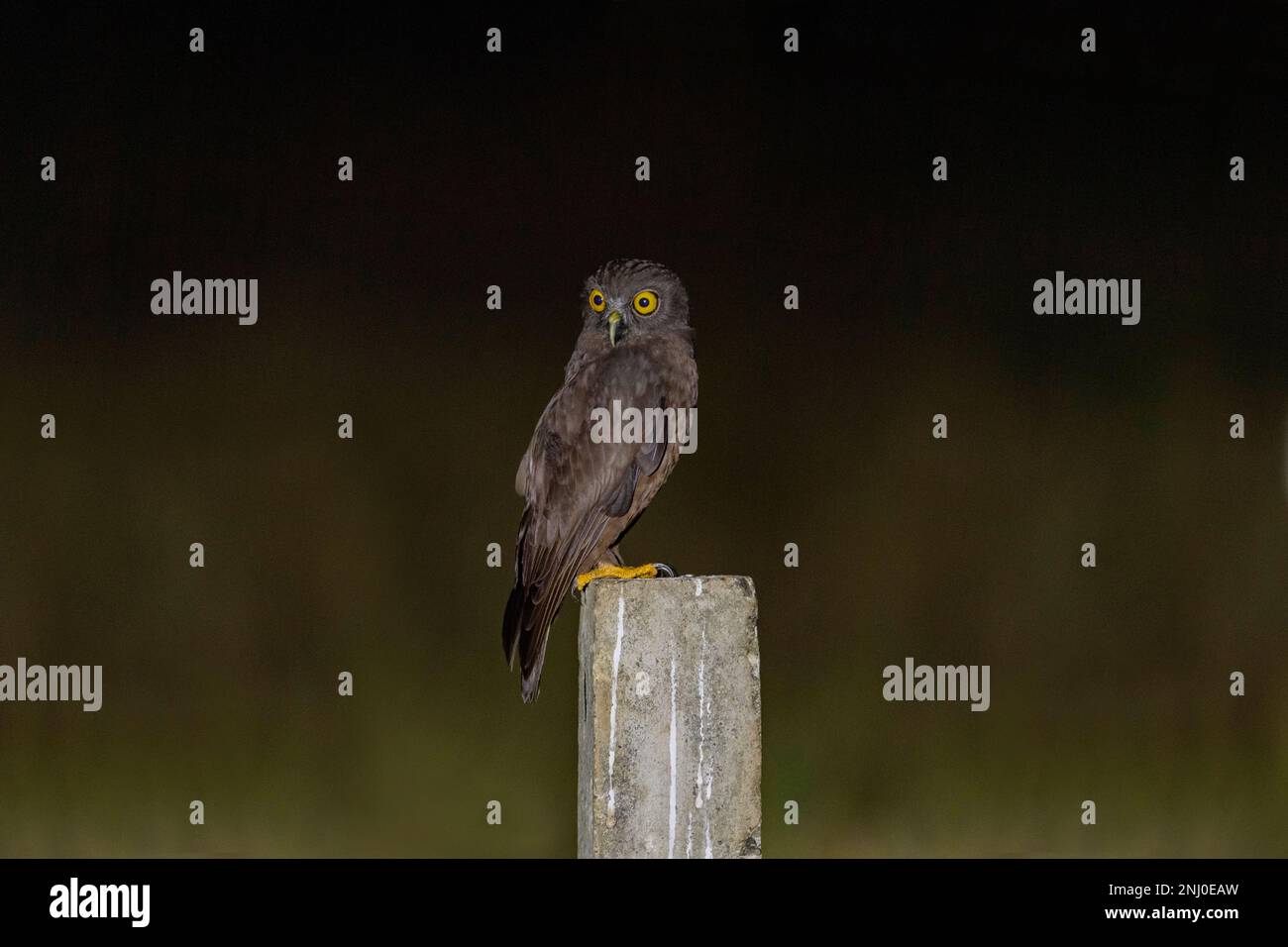 Andaman Islands, Indien, Hume's Hawk Owl, Ninox obscura humei Stockfoto