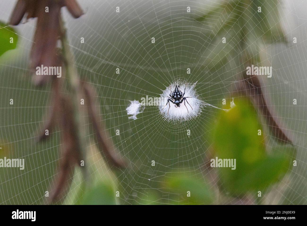 Andamaninseln, Indien, Spider Stockfoto