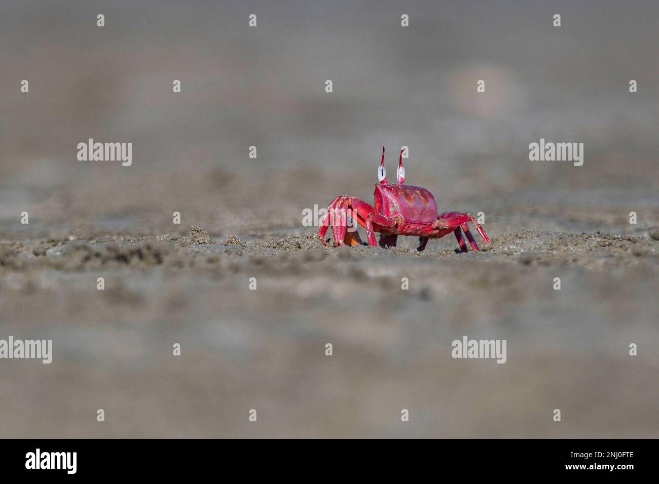 Andamaninseln, Indien, Rote Krabbe, Gecarcoidea natalis Stockfoto
