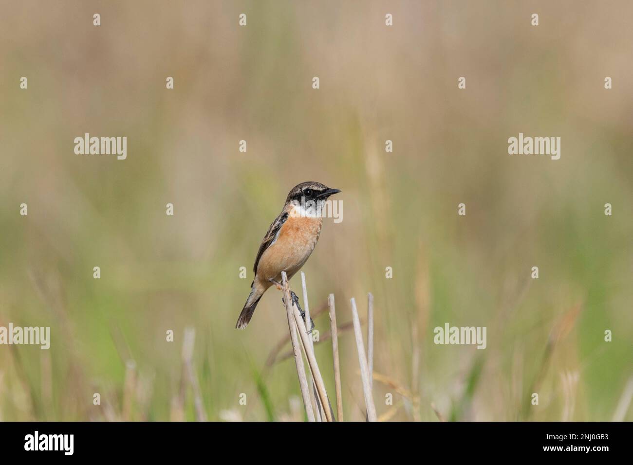 Andamaninseln, Indien, Amur Stonechat, Sachsen maurus Stockfoto