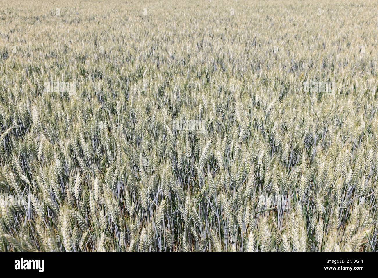 Weizenfelder mit hoher Aussaat in norditalien (selektiver Schwerpunkt (natürlicher Hintergrund) Stockfoto